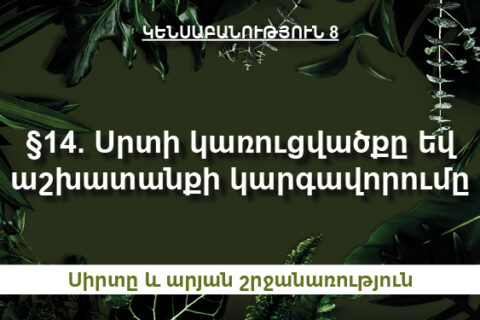 §14. Սրտի կառուցվածքը եվ աշխատանքի կարգավորումը §14. Սրտի կառուցվածքը եվ աշխատանքի կարգավորումը