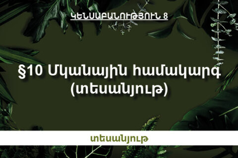 §10 Մկանային համակարգ (տեսանյութ) §10 Մկանային համակարգ (տեսանյութ)